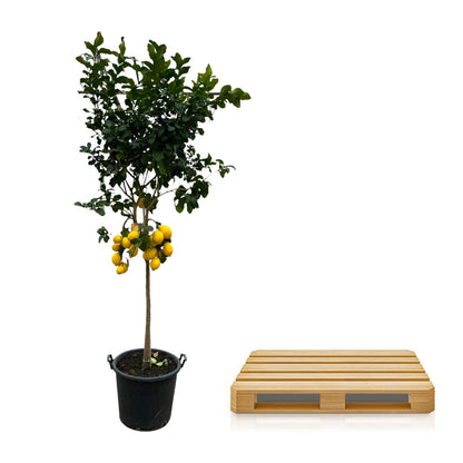 Citrus Lemon