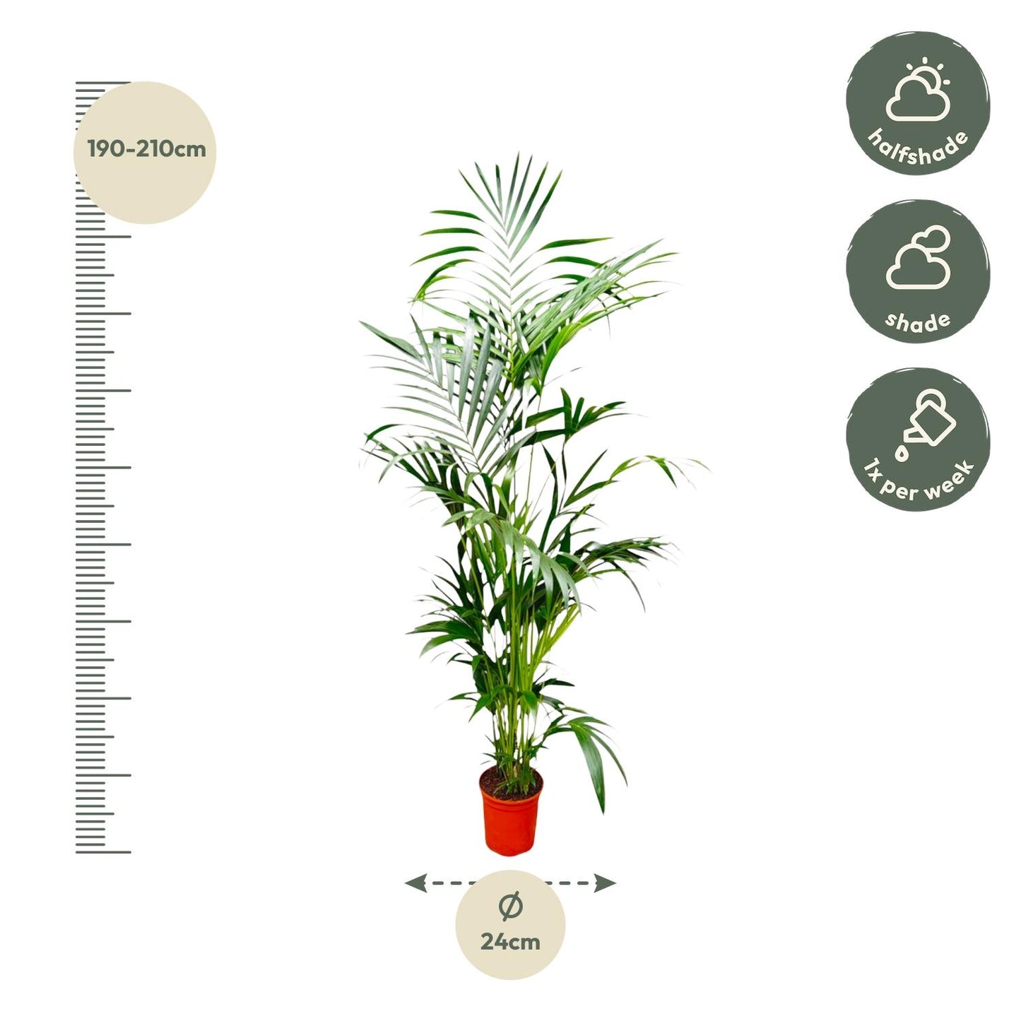 Kentia Palm