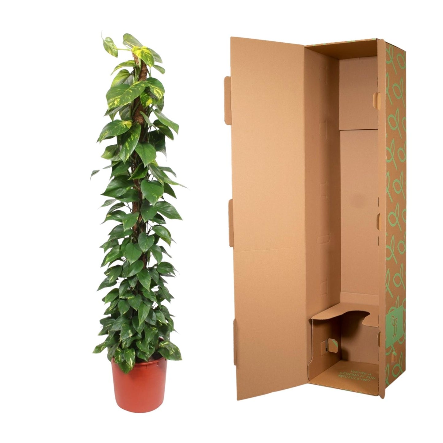 Epipremnum Aureum mosstok