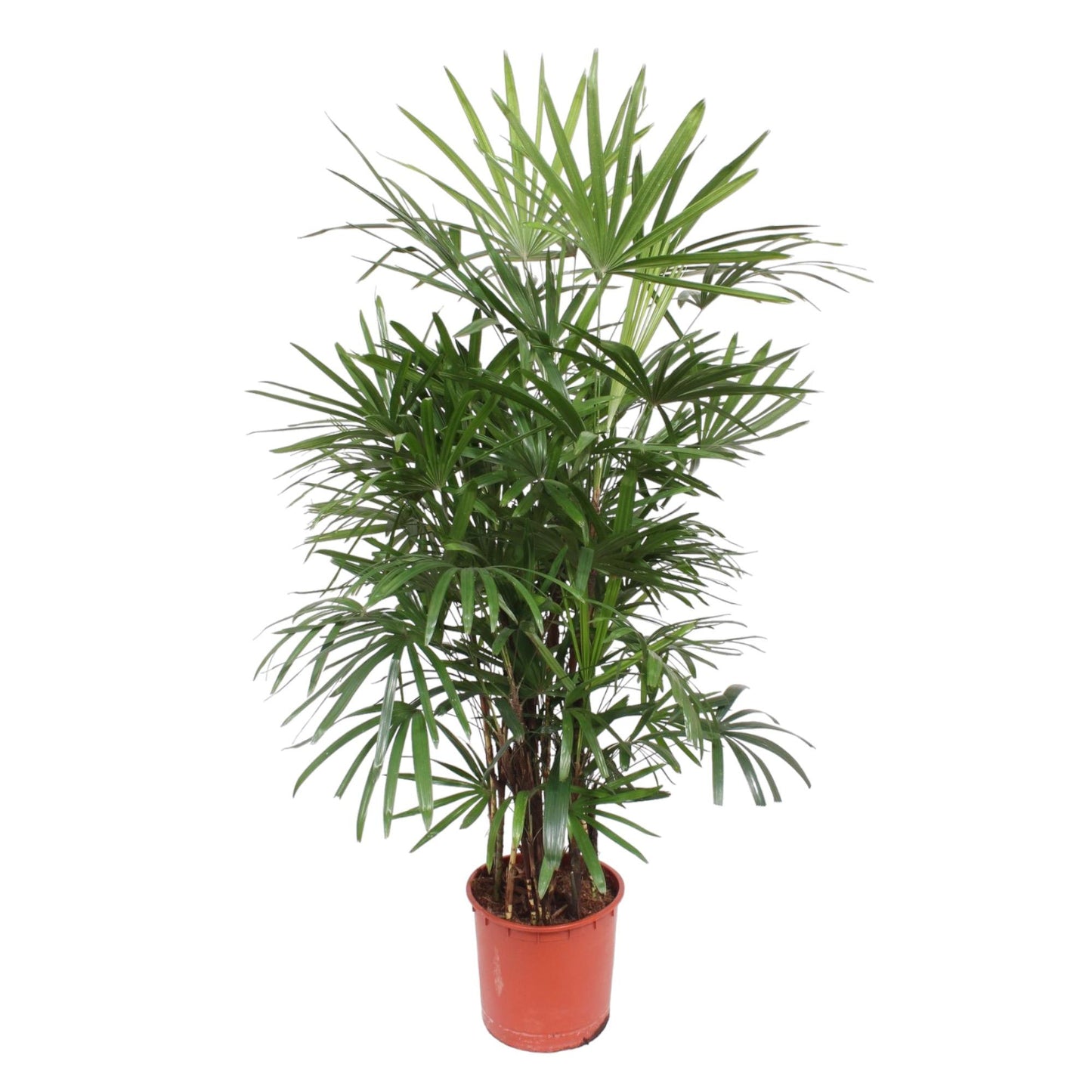 Rhapis Excelsa