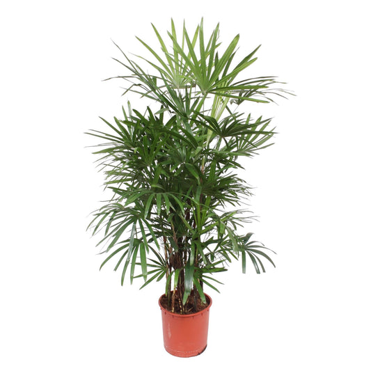 Rhapis Excelsa