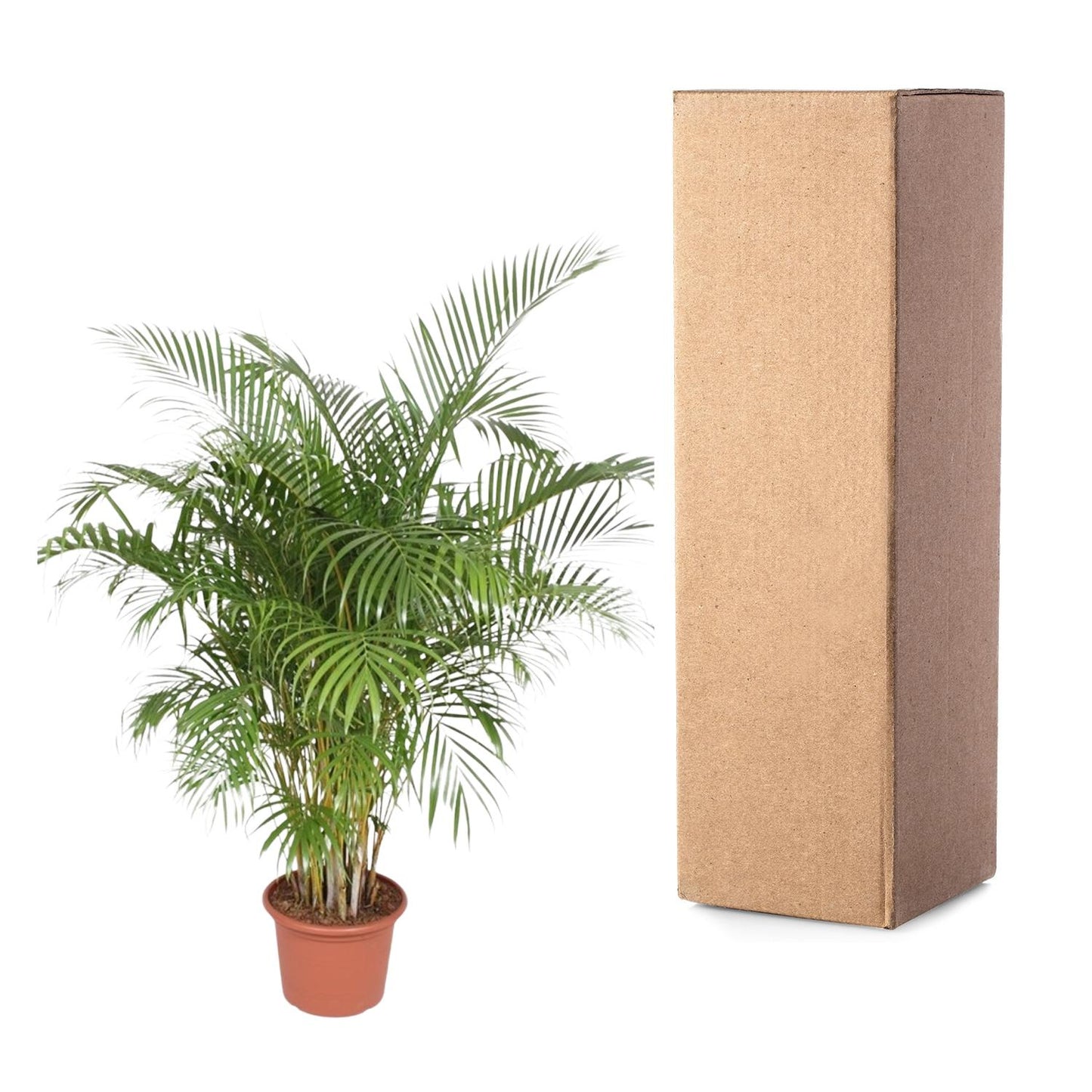 Dypsis Lutescens