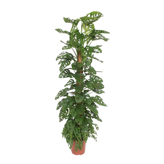 Monstera Monkey Leaf mosstok