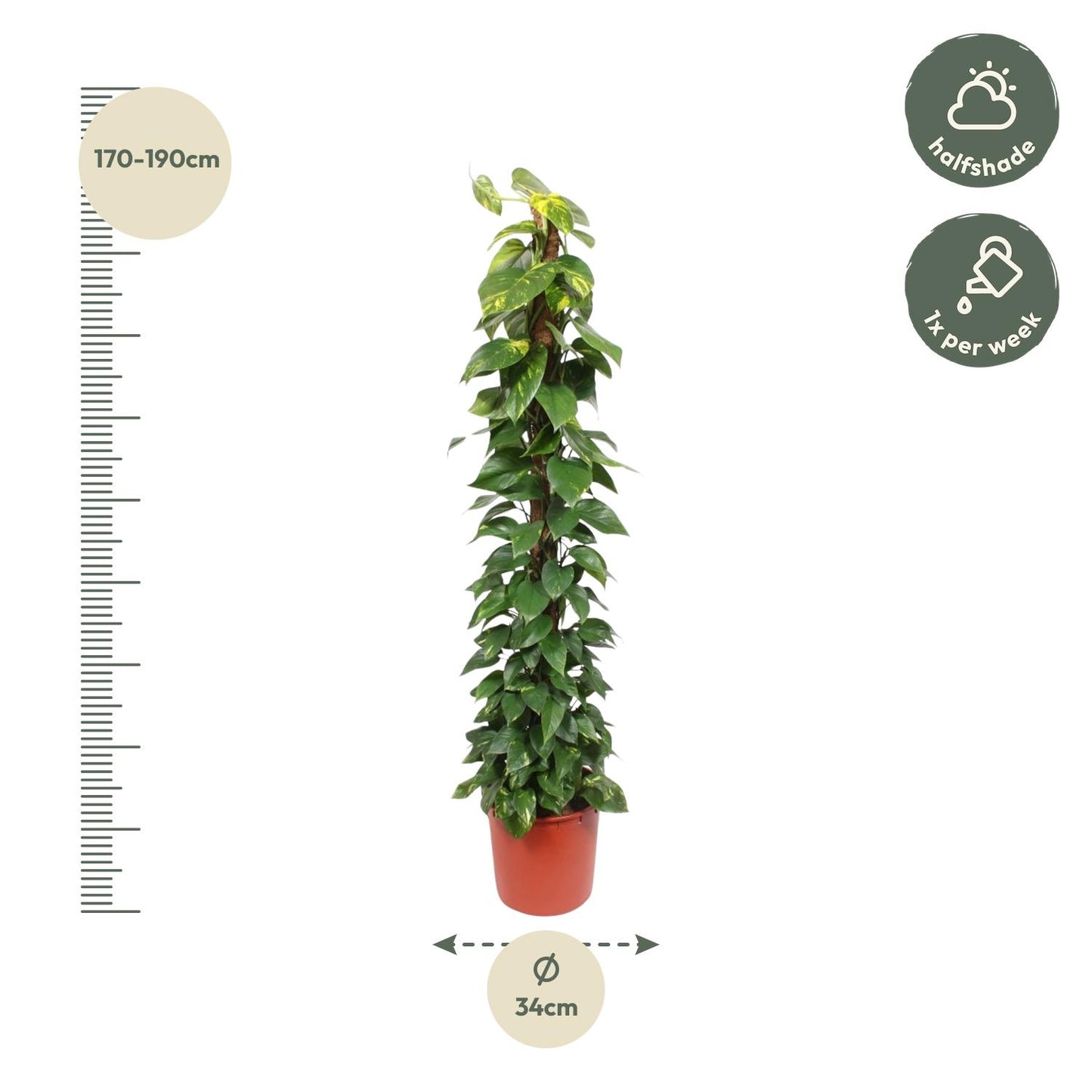 Epipremnum Aureum mosstok
