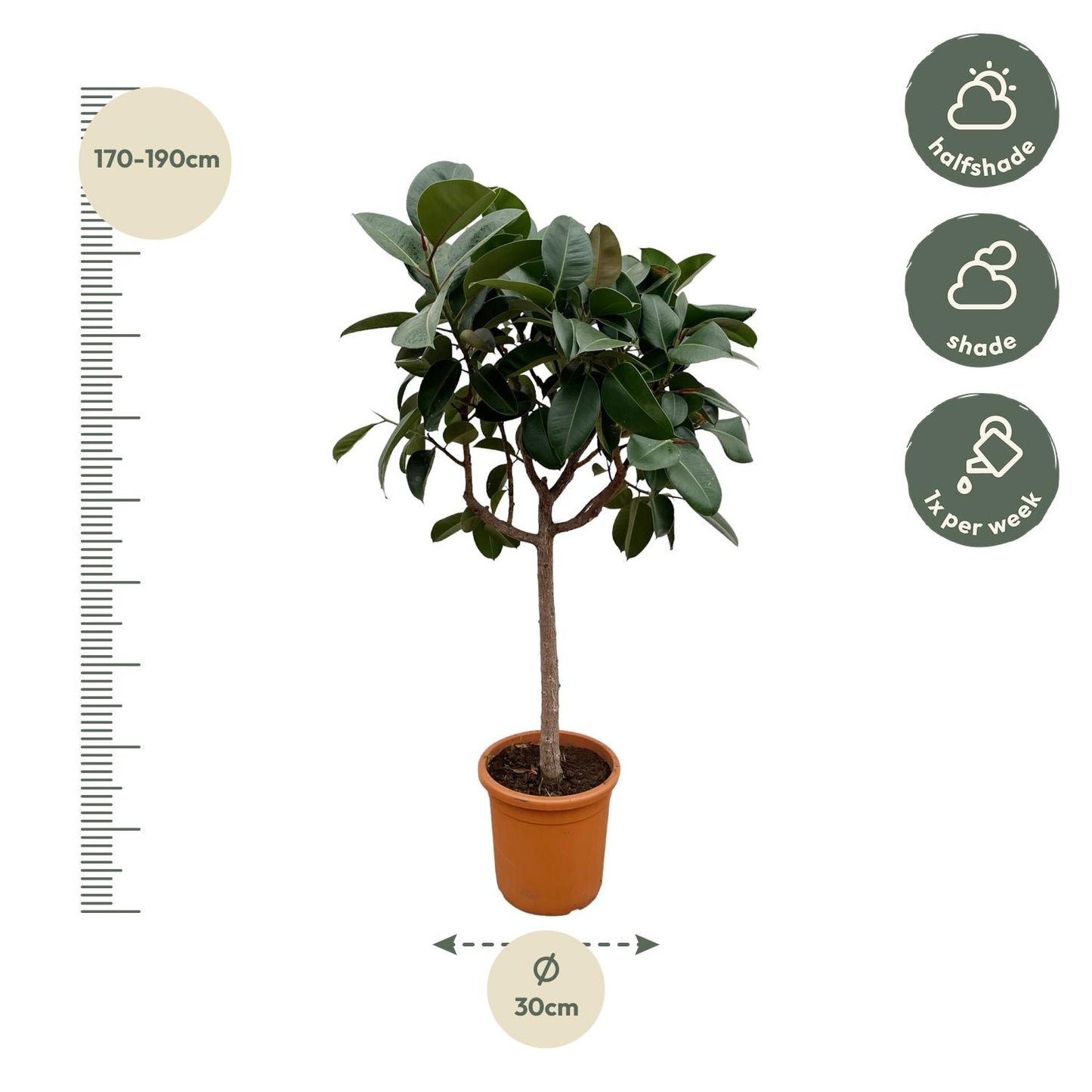 Ficus Elastica Robusta op stam
