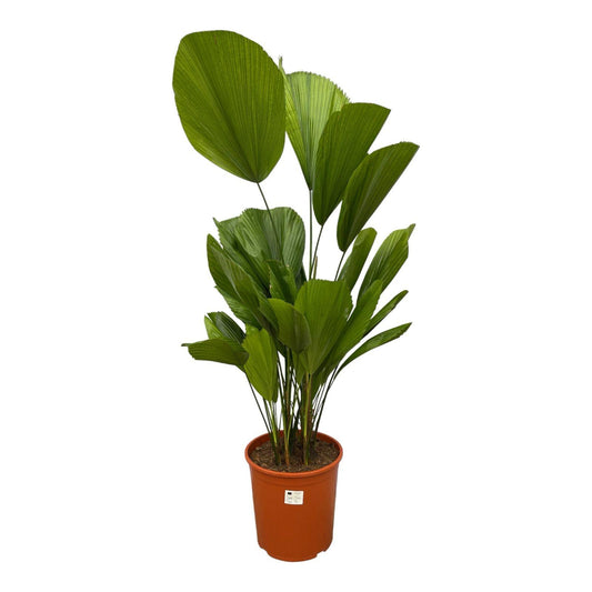 Licuala Grandis