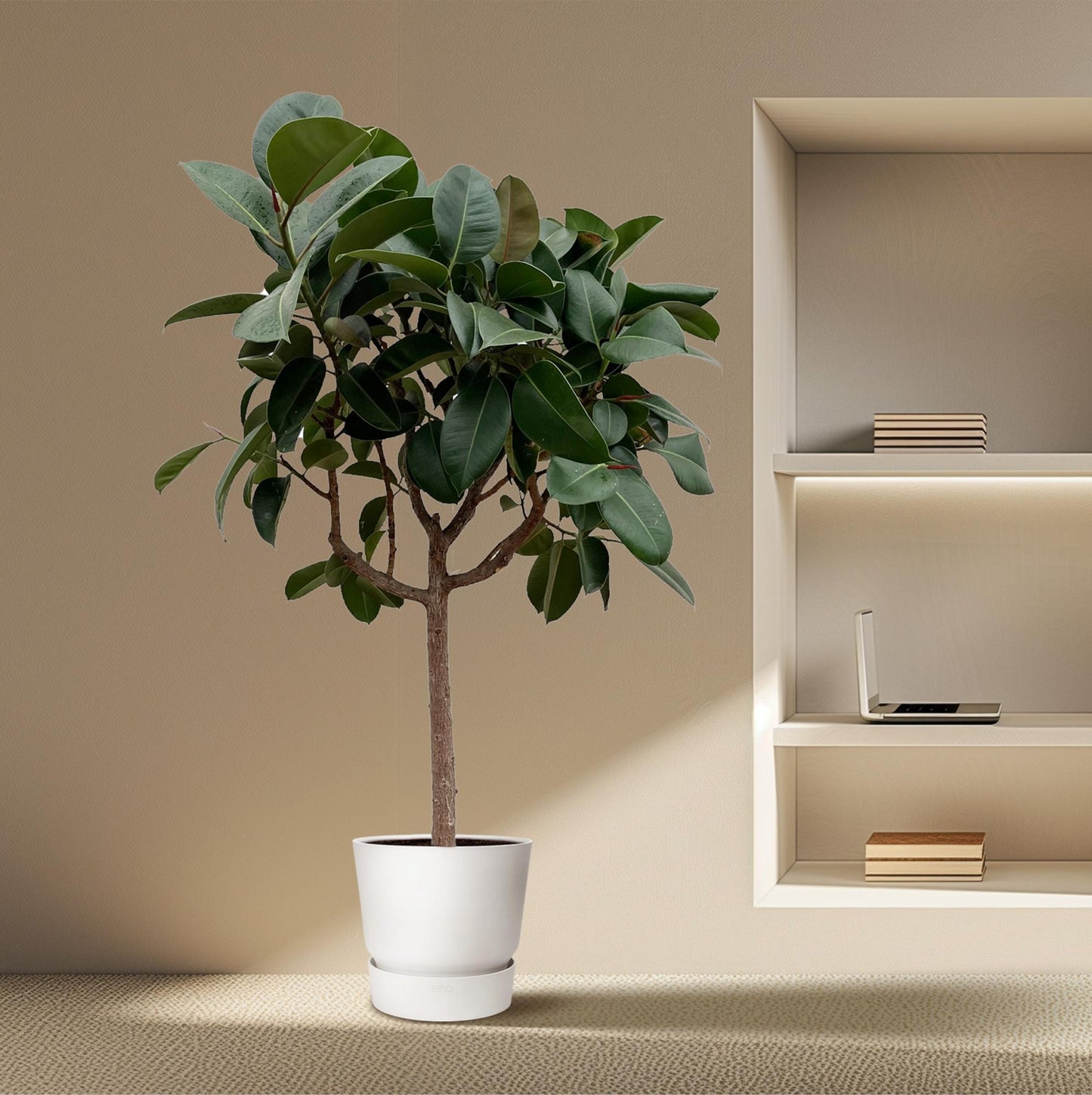 Ficus Elastica Robusta op stam