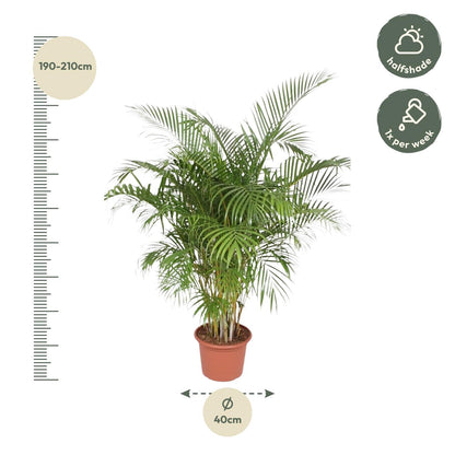 Dypsis Lutescens
