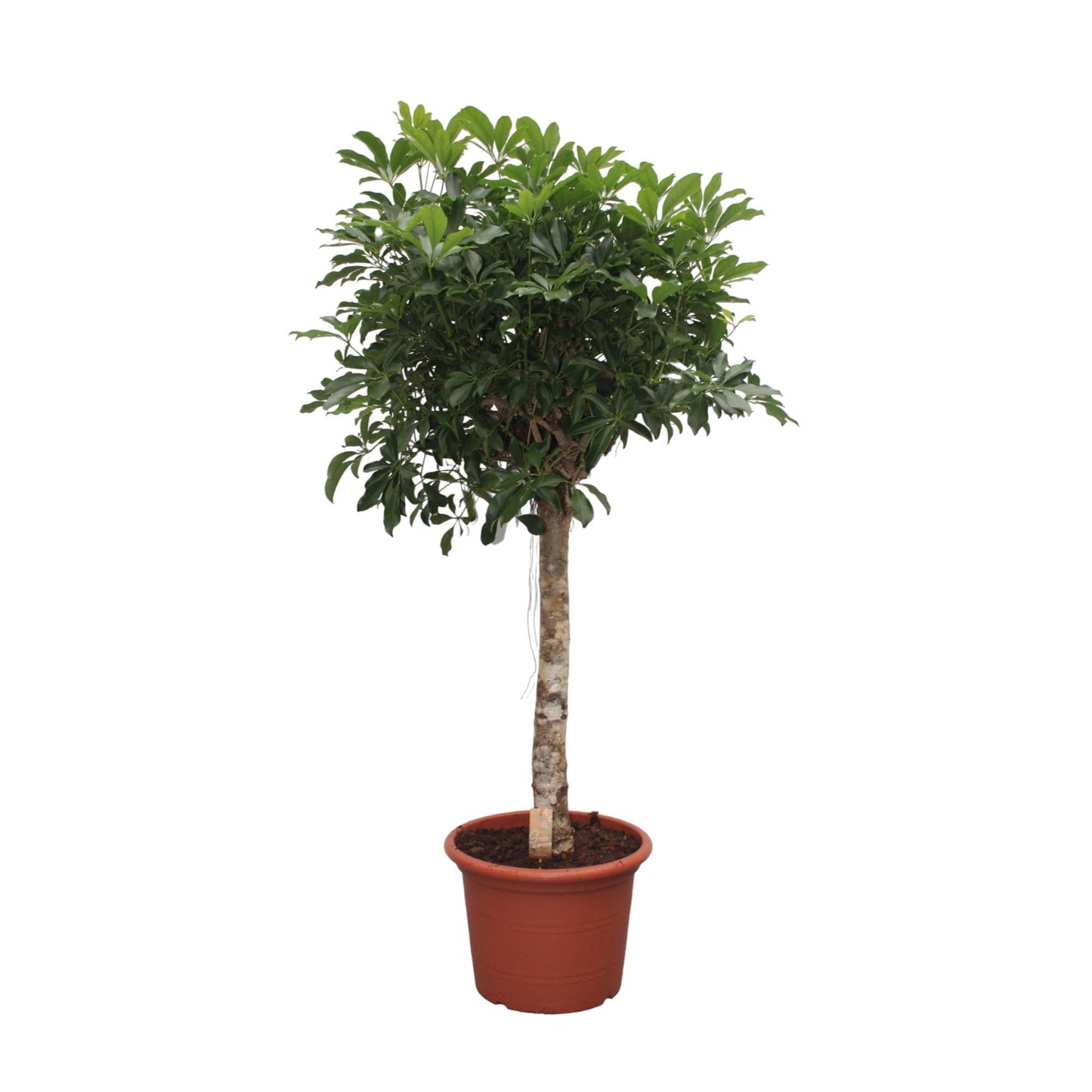 Schefflera Arboricola Compacta