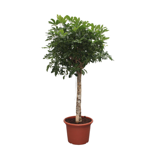 Schefflera Arboricola Compacta