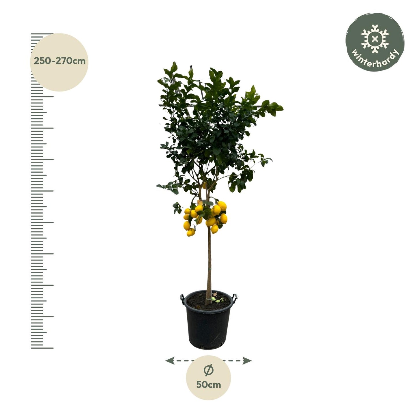 Citrus Lemon