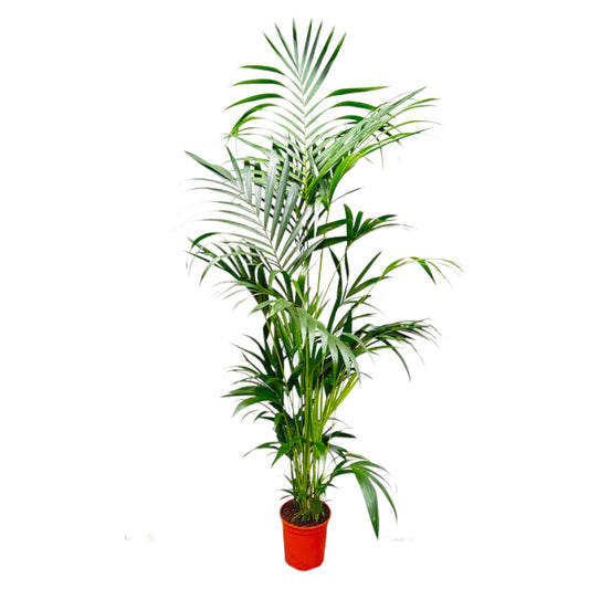 Kentia Palm