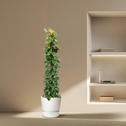 Epipremnum Aureum mosstok