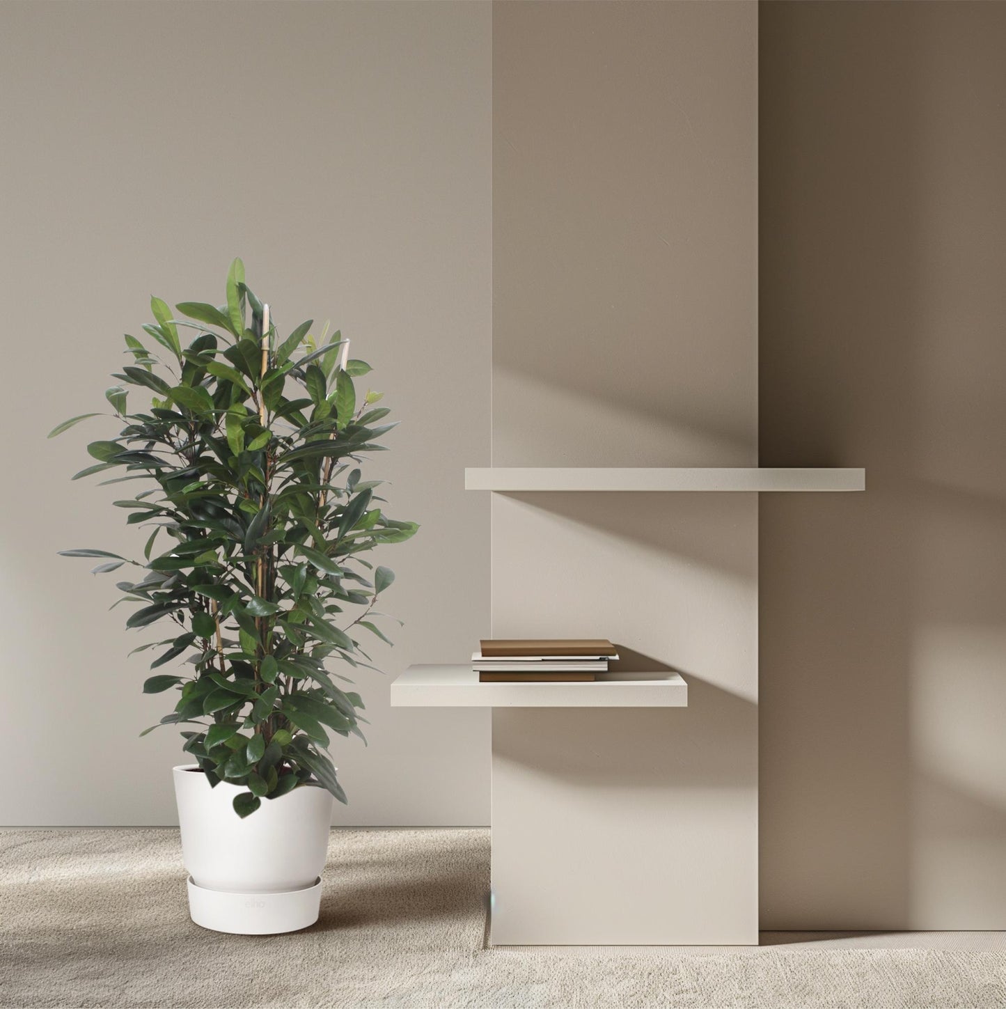 Ficus Cyathistipula