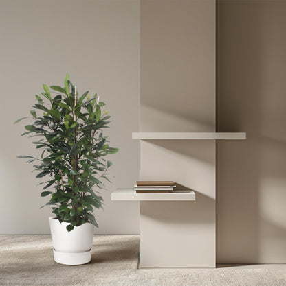 Ficus Cyathistipula