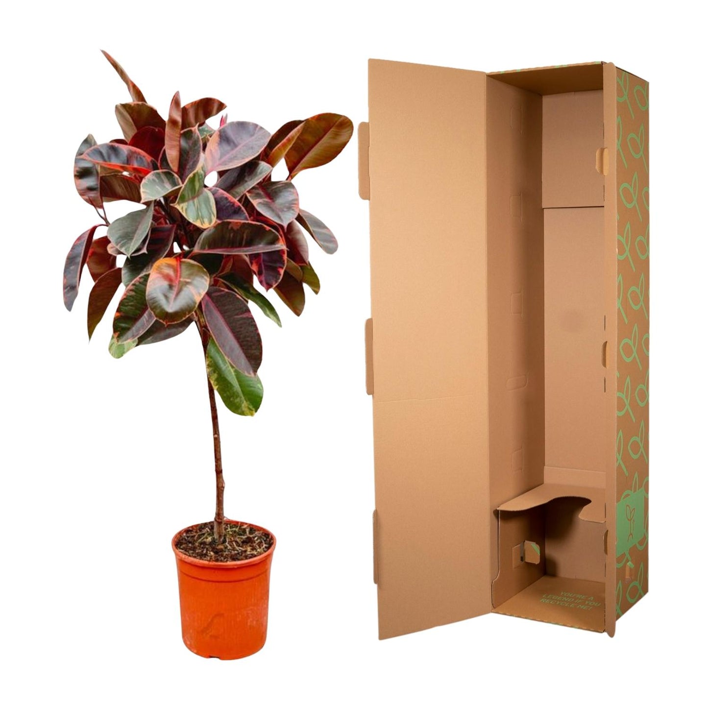 Ficus Elastica Belize op stam