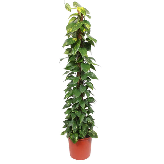 Epipremnum Aureum mosstok