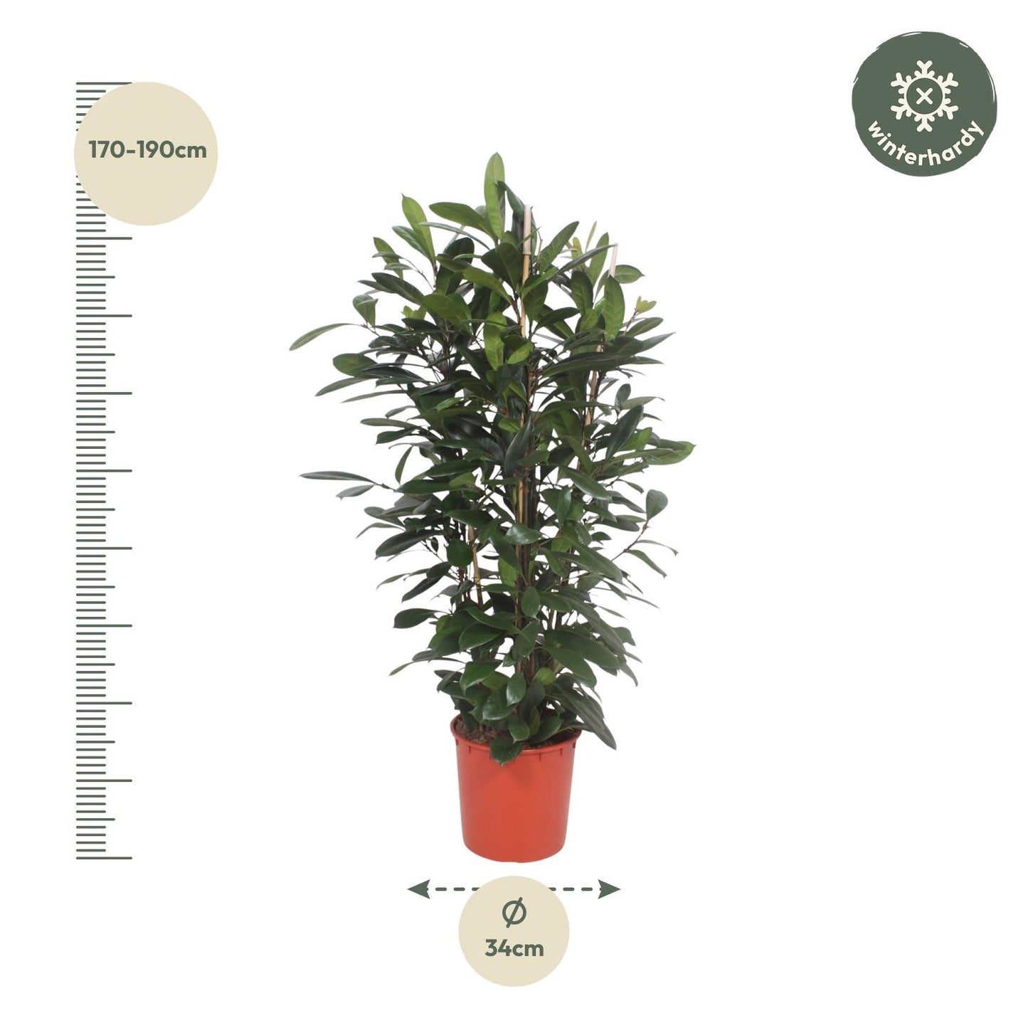 Ficus Cyathistipula