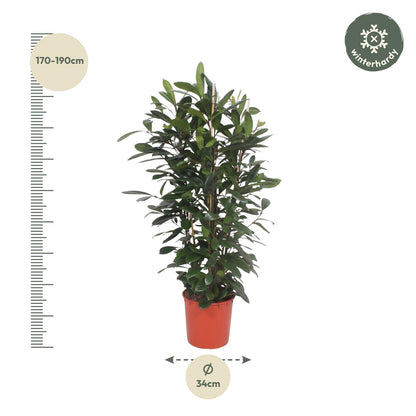 Ficus Cyathistipula