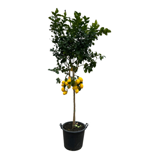 Citrus Lemon