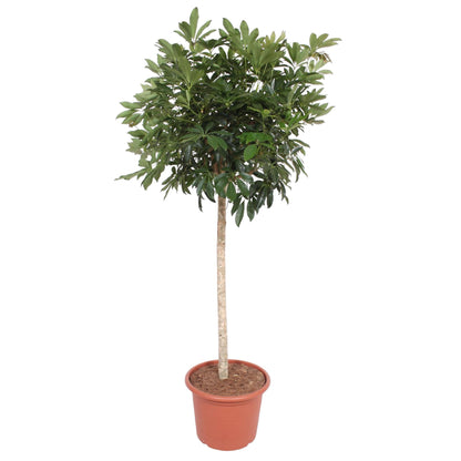 Schefflera Arboricola Compacta