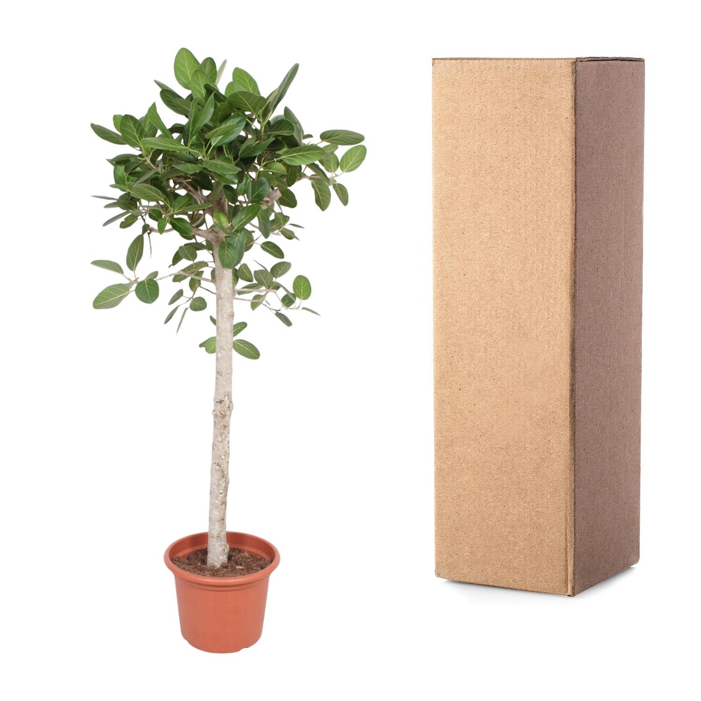 Ficus Benghalensis