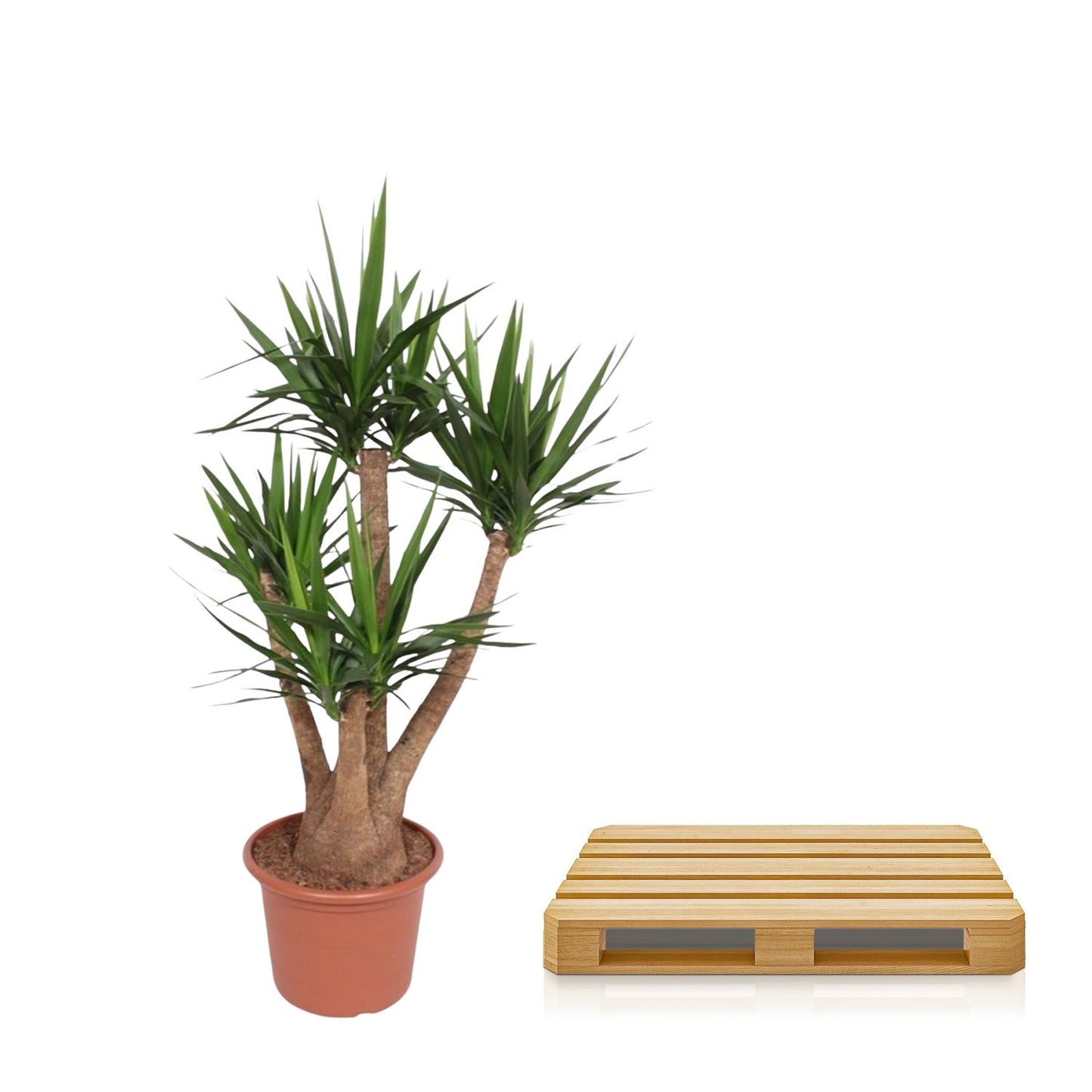 Yucca Elephantipes vertakt