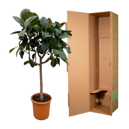 Ficus Elastica Robusta op stam