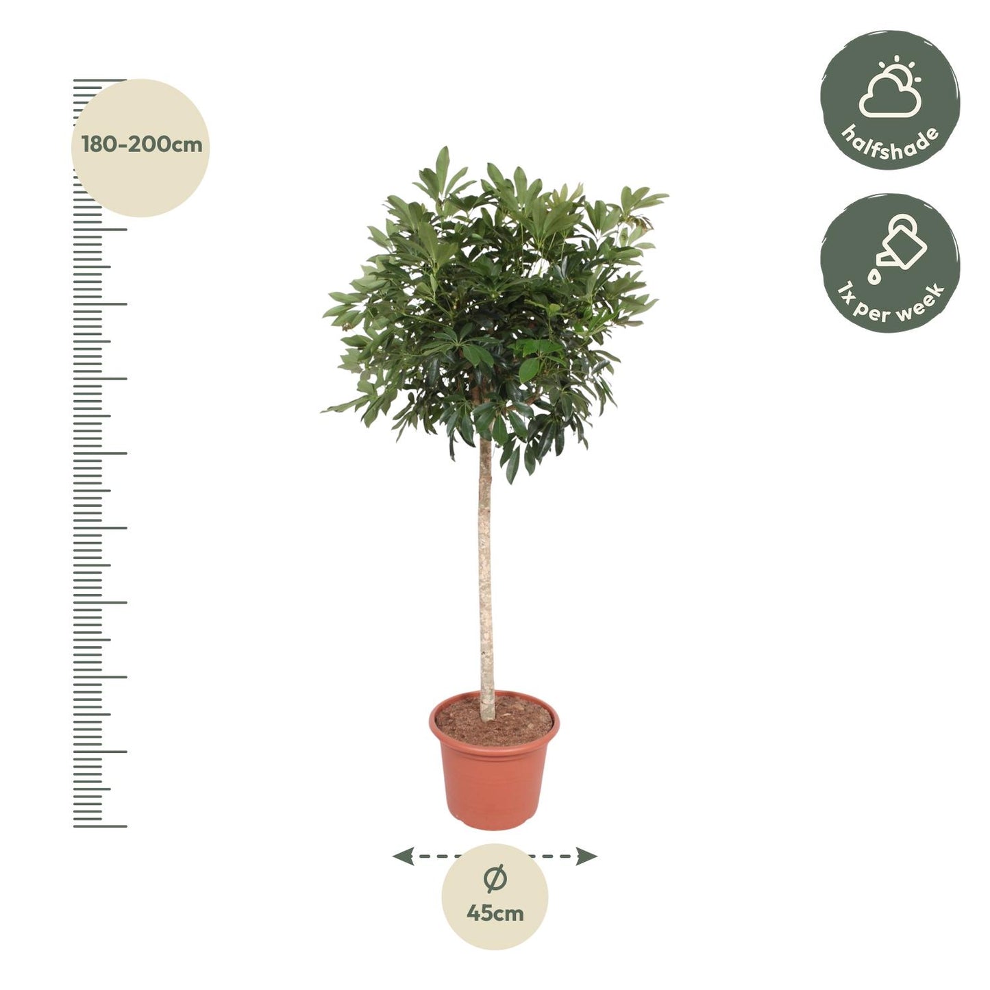 Schefflera Arboricola Compacta