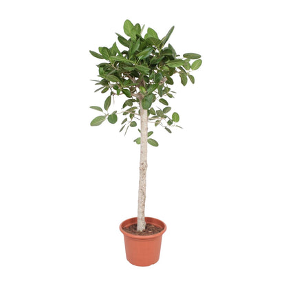 Ficus Benghalensis