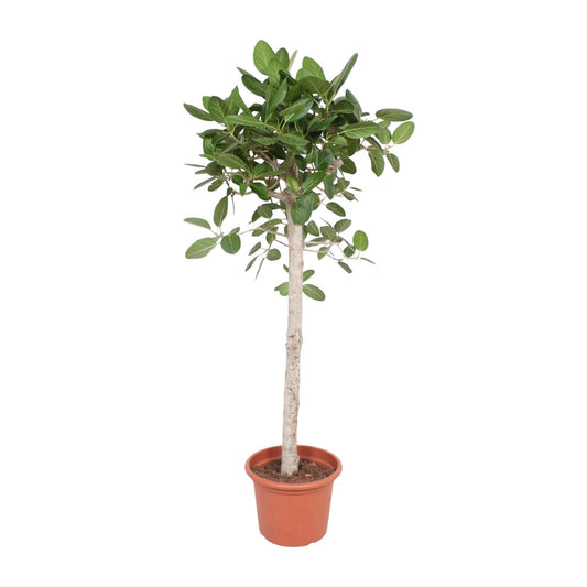 Ficus Benghalensis