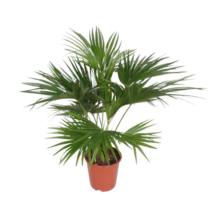 Livistona Chinensis