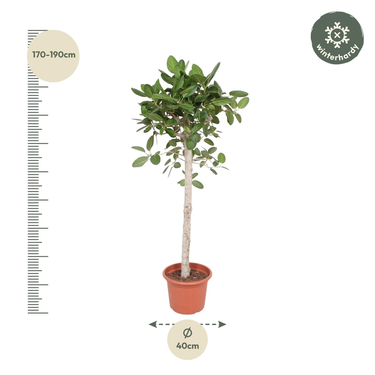Ficus Benghalensis