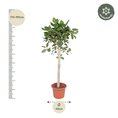 Ficus Benghalensis