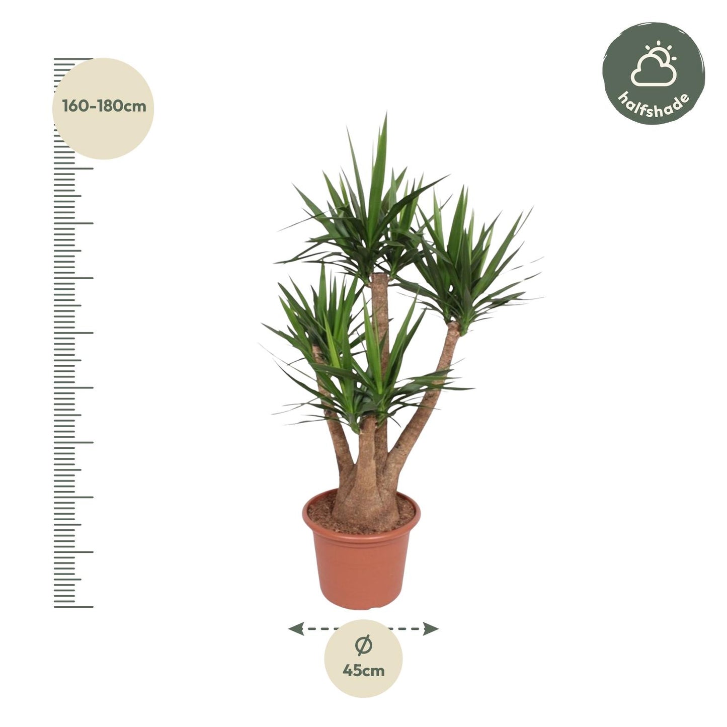 Yucca Elephantipes vertakt