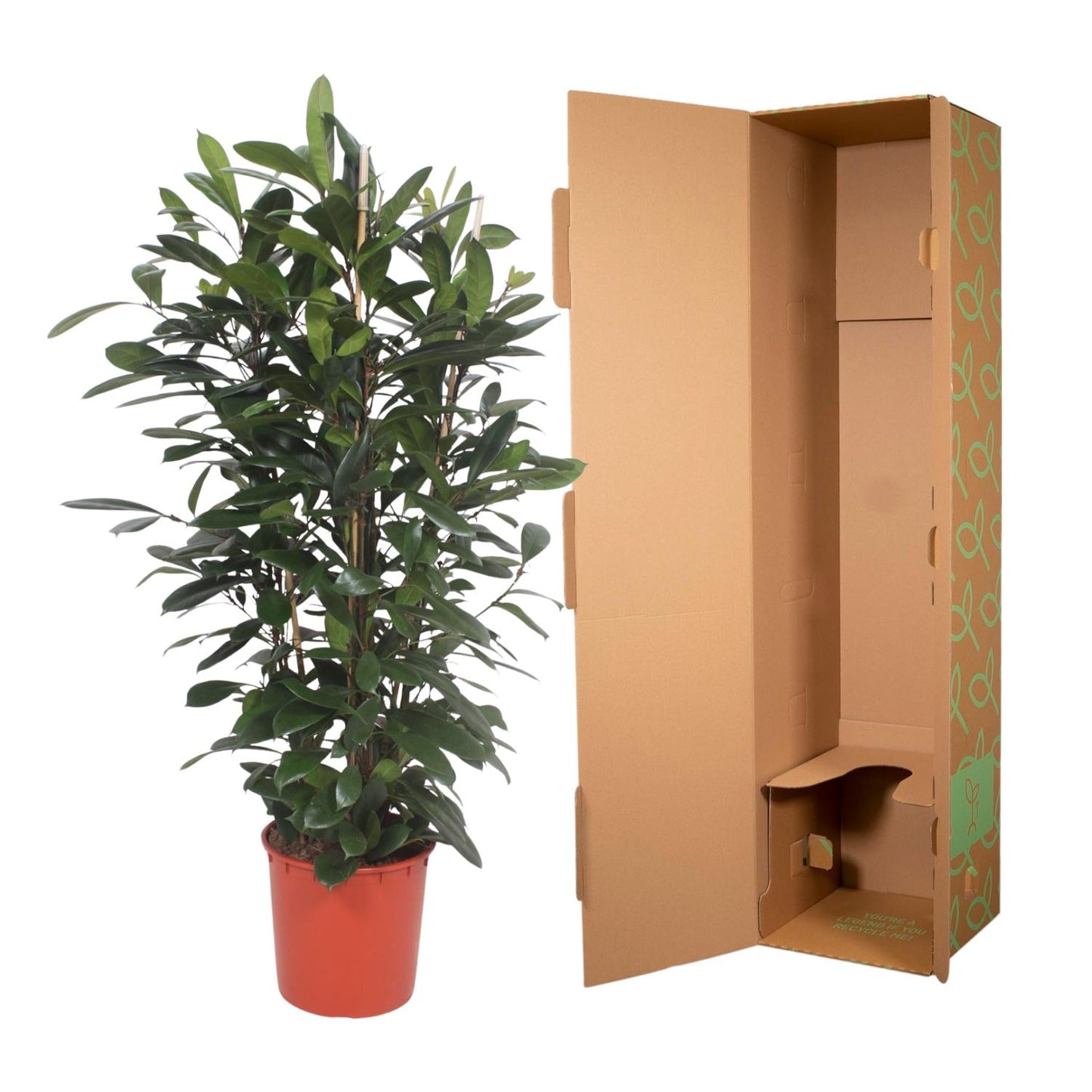 Ficus Cyathistipula