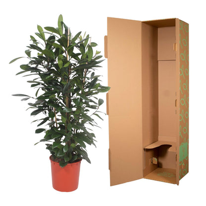 Ficus Cyathistipula