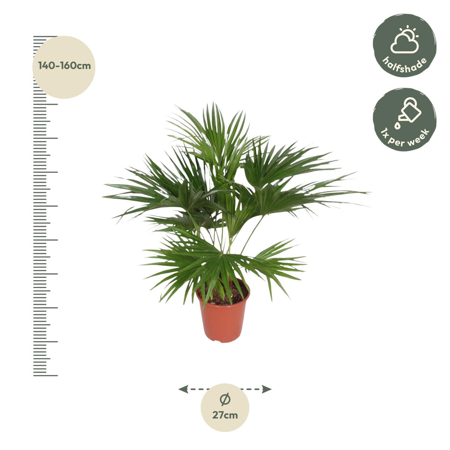 Livistona Chinensis