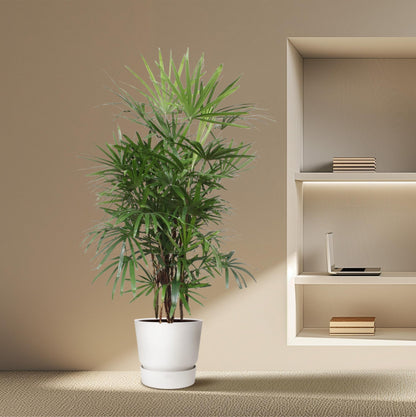 Rhapis Excelsa