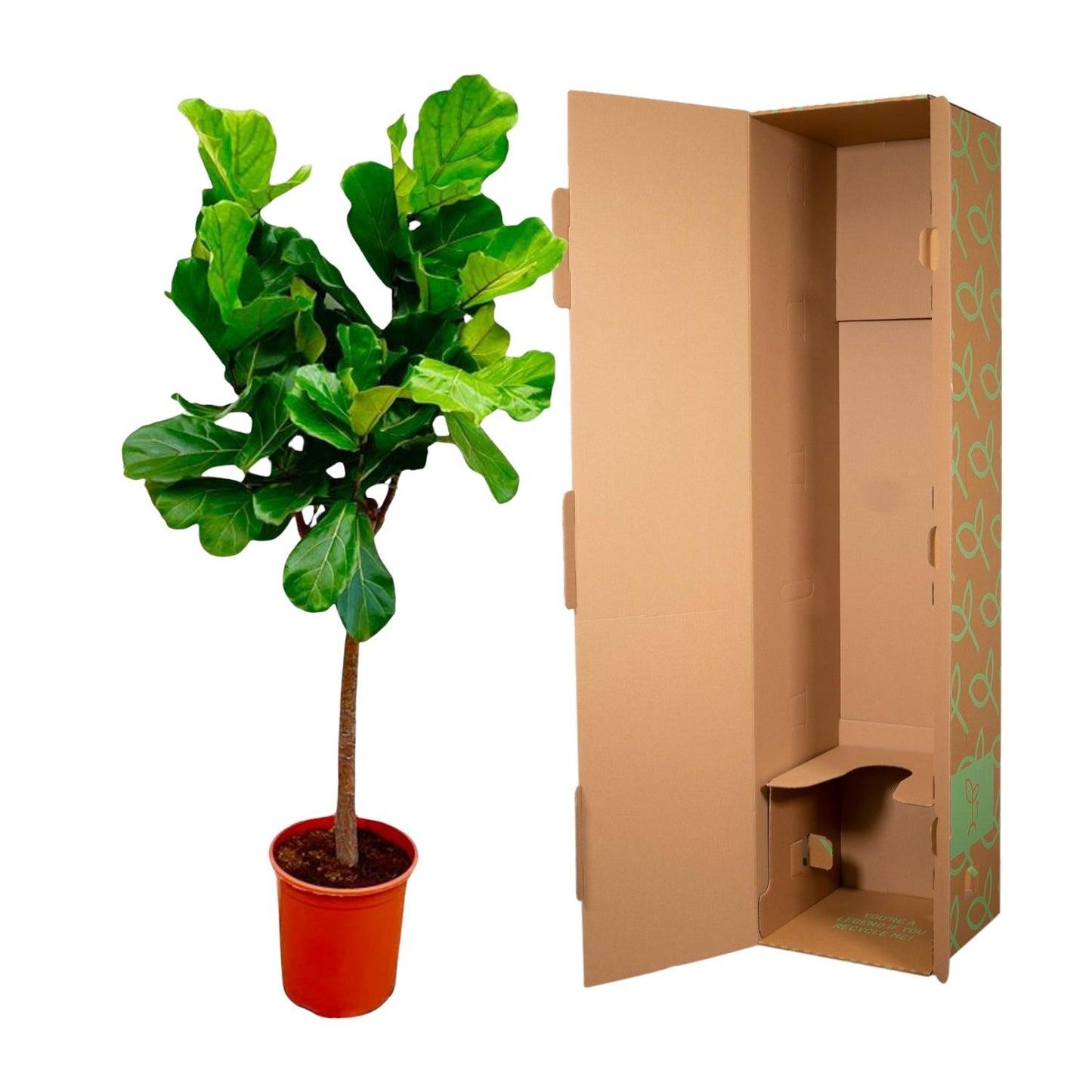 Ficus Lyrata boom