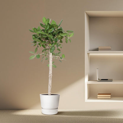 Ficus Benghalensis