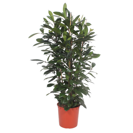 Ficus Cyathistipula