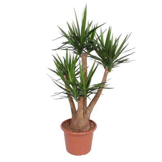 Yucca Elephantipes vertakt