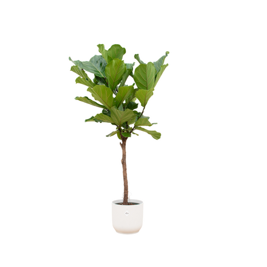 Ficus Lyrata Stam in Elho Wit